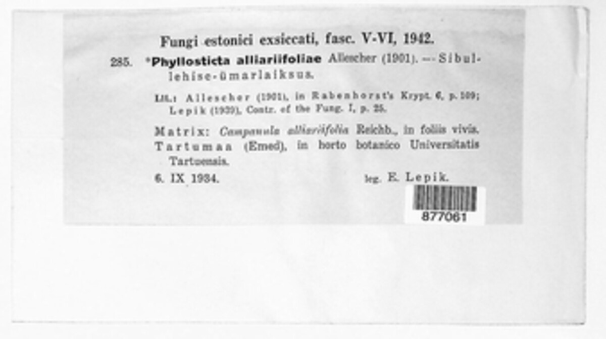 Phyllosticta alliariaefoliae image